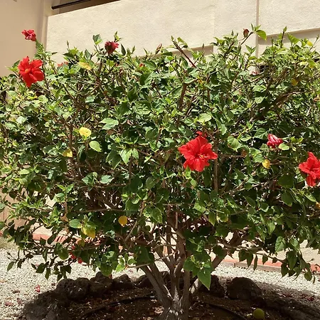 Estupendo Estudio En Castle Harbour Cristianos