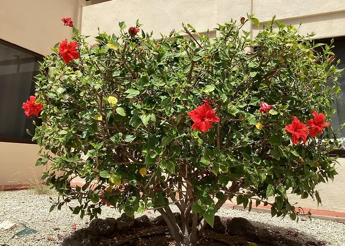 Estupendo Estudio En Castle Harbour Cristianos